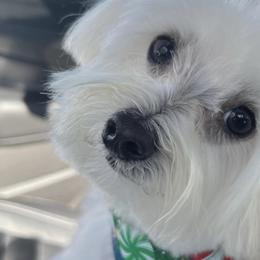 Cavapoochons, Maltese, Maltipoos, Morkies, Yorkipoos, and Yorkshire Terriers from MC Kennels