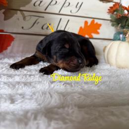 Yellow collared - Black and rust female Doberman Pinscher puppy in Winamac, Indiana from DIAMOND RIDGE DOBERMANS