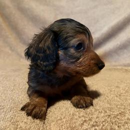 Akc female 1 - Chocolate and tan female Dachshund puppy in Yuma, Arizona from M's puppy love