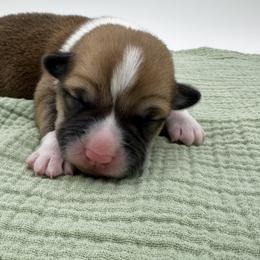AppleJacks - Red male Pembroke Welsh Corgi puppy in Elberta, Utah from 3F Farms- Pembroke Welsh Corgis and Irish Wolfhounds