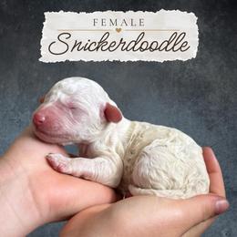 Snickerdoodle - Cream female Labradoodle puppy in Kingman, Arizona from The Dood Ranch