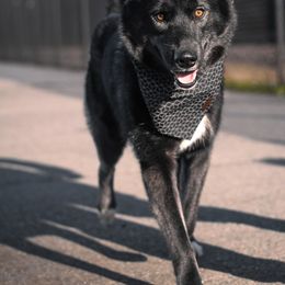 Magic - Siberian Husky