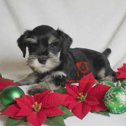 Stetson - Black and silver male Miniature Schnauzer puppy in Fairhope, Alabama from Puppy Sugars Kennels