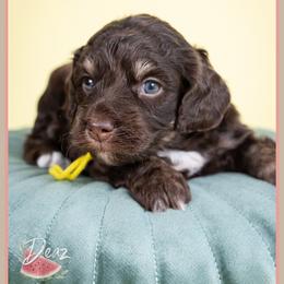 Mashey - Phantom female Bernedoodle puppy in Connersville, Indiana from Deaz Doodle Ranch