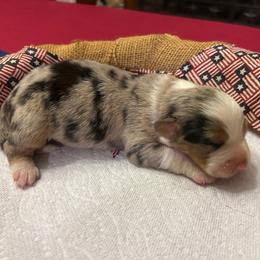 Blue Merle female 1 - Blue female Companion Cross puppy in Greenwood, South Carolina from JOY Farms