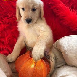 Red - Golden male Golden Retriever puppy in Huntington Beach, California from American True Golden retriever