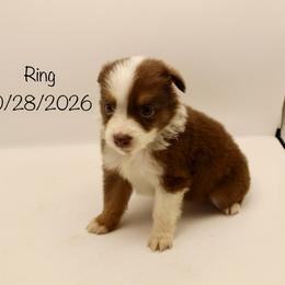 Girl (Ring) - Red tri-color female Australian Shepherd puppy in Brooker, Florida from 🐾 The Great Bambino SunState Aussies!
