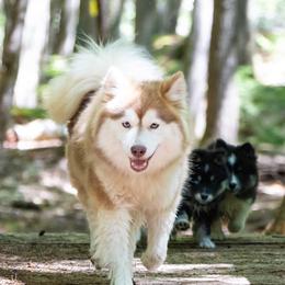 Pomsky Puppies from Foxfire Arctic Spitz