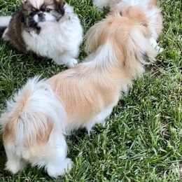 Pekingese Puppies from Della Serra Pekingese
