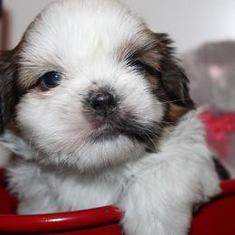 Boy 2 - Red and white male Shih Tzu puppy in Craig, Colorado from Rocky Mountain Shih Tzus and Dry Creek Miniature Dachshunds