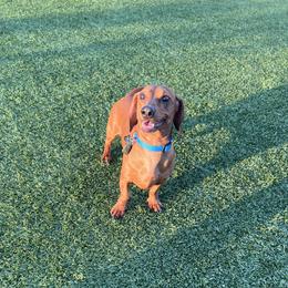 Wes - Dachshund