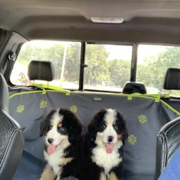 Bernese Mountain Dog Puppies from D’S Bernese Mountain Dogs