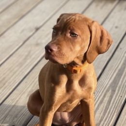 Vizslas from Vizsla of Florida