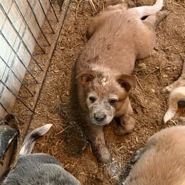 Boy 2 - Red speckled male Australian Cattle Dog puppy in Apollo, Pennsylvania from Circle V Ranch Cattle Dogs