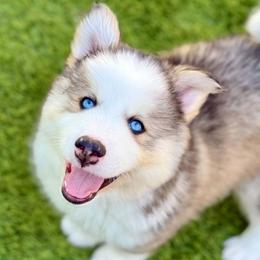 Topaz - Gray and white male Pomsky puppy in Antioch, California from Golden State Pomskies