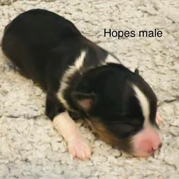 Hopes male - Black tri male Toy Australian Shepherd puppy in Lame Deer, Montana from Bar M Toy Aussies