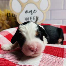 Boy 3 - male Bernedoodle puppy in Katy, Texas from Bluebonnet Bernedoodles of Southeast Texas