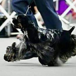 Shade - Cocker Spaniel