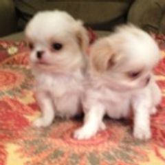 Japanese Chin Puppies from Dizzy Japanese Chin