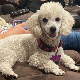 Goldendoodles, Maltipoos, and Poodles from doodles.puppes