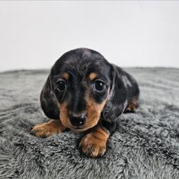 Black and tan dapple male (Green) 3208.56 - Dapple male Dachshund puppy in Belle Rive, Illinois from Akin's Miniature Dachshunds, LLC