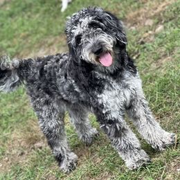 Piper - Goldendoodle