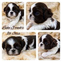 Luke - Liver and white male Shih Tzu puppy in Maize, Kansas from Air Capital Shih Tzu Puppies