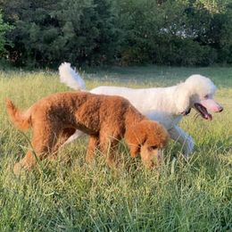 Goldendoodles from Magnoliadoodles