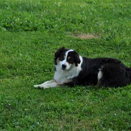 Australian Shepherd Puppies from Platinum Edition