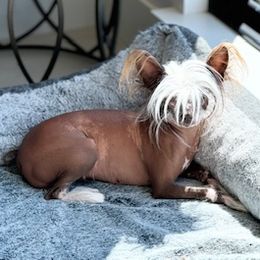 Manya - Chinese Crested