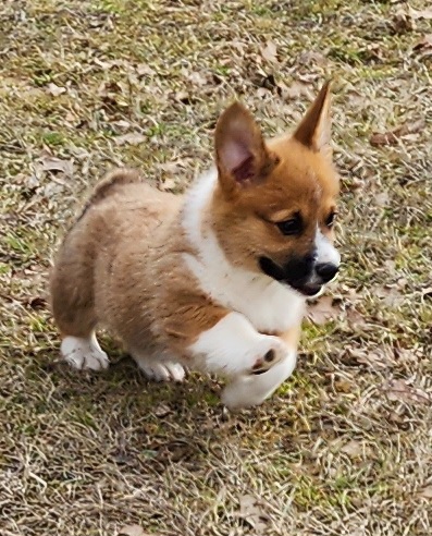 Labrador Retriever and Pembroke Welsh Corgi Puppies from White Star Corgis