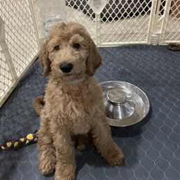 Poodle Puppies from FurEver Poodles