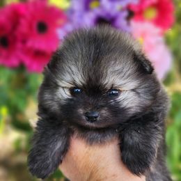 Valhalla - Cream sable female Pomeranian puppy in Sacramento, California from Melodyland's Beautiful Pomeranians