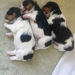 Biewer Terrier Puppies from Strudl Haus Biewer Terriers
