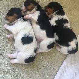 Biewer Terrier Puppies from Strudl Haus Biewer Terriers