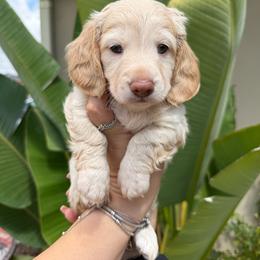 Prince Sterling  the cream boy - Cream male Dachshund puppy in El Cajon, California from Lisa Buxton