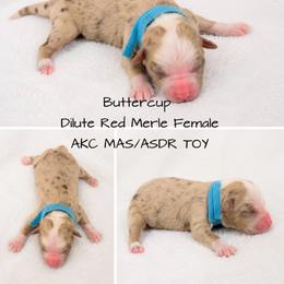 Buttercup - Red merle female Toy Australian Shepherd puppy in Oroville, California from Diamond Arrow Aussies