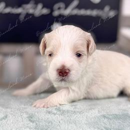 Ghost - Parti male Miniature Schnauzer puppy in Hockley, Texas from Dixieland Miniature Schnauzers
