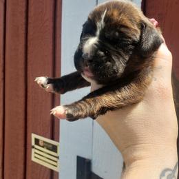 Boxer Puppies from SmashBox Kennel