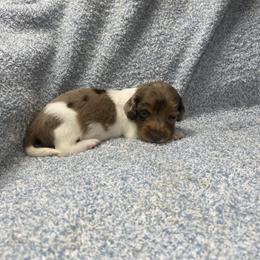 Murphy - Piebald male Dachshund puppy in Richmond, Virginia from Paw Prints