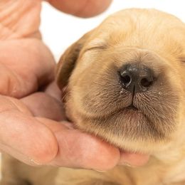 Golden Retrievers from Moose Goldens