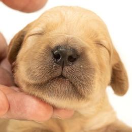 Golden Retrievers from Moose Goldens