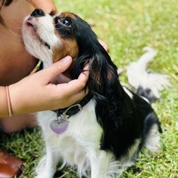 Diamond - Cavalier King Charles Spaniel