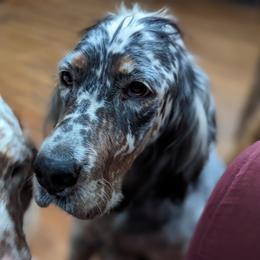 Hannah - English Setter