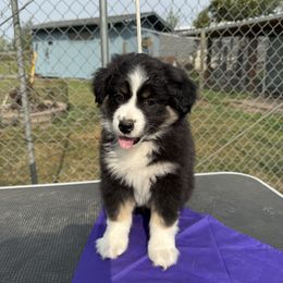 Pansy - purple - Black tri female Miniature American Shepherd puppy in Enumclaw, Washington from Mount Peak Mini American Shepherds