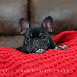Mika - Black and tan female French Bulldog puppy in Blue Ridge, Texas from Beason’s HomeGrown Frenchies