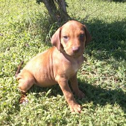 Copper - Rd whtn brn nose female Rhodesian Ridgeback puppy in Carney, Oklahoma from River Run Parson Russell terriers & River Run Ridgebacks
