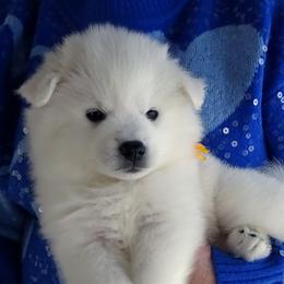 GOLD - Rembrandt REMI - White male American Eskimo Dog puppy in Redlands, Ca, Usa, California from Tribe of Aryelle