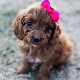 Mabel - Red  female Goldendoodle puppy in Kansas City, Kansas from Bella & Ivy’s Mini Goldendoodles of KC