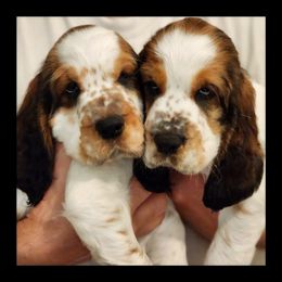 English Springer Spaniel Puppies from Seagrove Springers